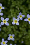 Bluets